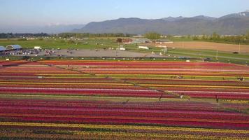 vista aérea de drone de campos de flores de tulipán que crecen en filas de cultivos. video