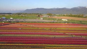 vista aérea de drone de campos de flores de tulipán que crecen en filas de cultivos. video