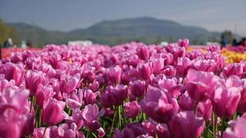 rosa och lila tulpan blommar fält som växer i grödor.