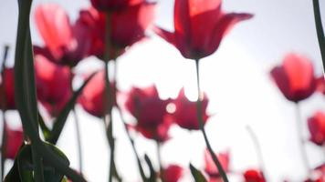 tulipano fiori sole riflesso lente in crescita. video