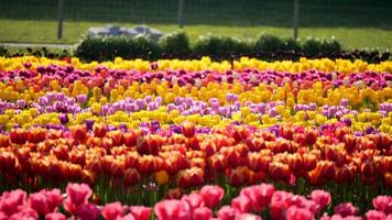 Pastel tulip flowers fields growing in crops.