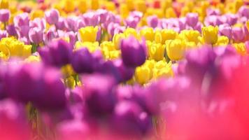 champs de fleurs de tulipes jaunes et violettes poussant dans un champ. video