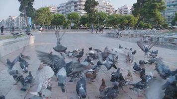 persiguiendo una bandada de palomas en grecia.