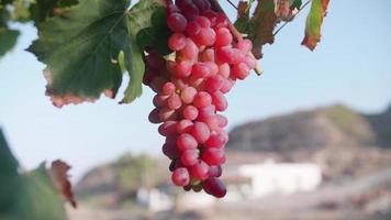 um cacho de uvas crescendo em uma videira em um vinhedo na Grécia. video