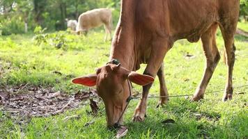 bruine koeien grazen in het veld. video