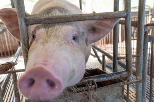 Primer plano del criador de cerdos en la granja están esperando el enfoque selectivo de alimentos soft focus foto