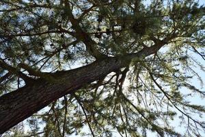 Green leaf tree during daytime photo