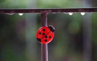 Red ladybug toy on metal rail photo