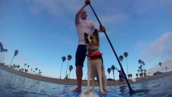 pov av en man, son och hans hund som paddlar en sup stand-up paddleboard på en sjö.