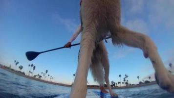 pov av en man och hans hund som paddlar en sup stand-up paddleboard på en sjö. video
