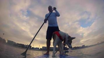 pov av en man och hans hund som paddlar en sup stand-up paddleboard på en sjö. video