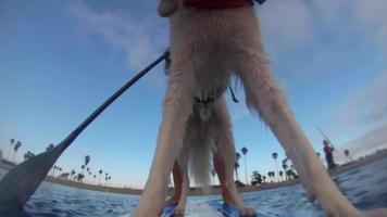 punto de vista de un hombre, su hijo y su perro remando en una tabla de remo en un lago. video