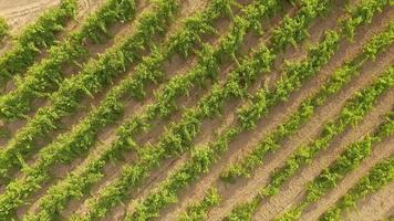 vue aérienne d'un champ de vigne. video