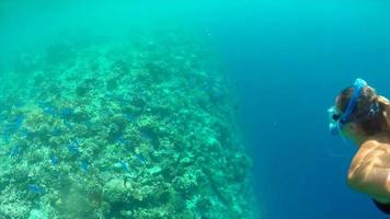 A woman swims snorkeling over the coral reef of a tropical island. video