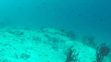 um tubarão de pontas brancas nada sobre o recife de coral de uma ilha tropical.