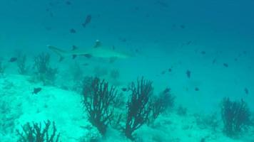 un requin pointe blanche nage au-dessus du récif de corail d'une île tropicale. video