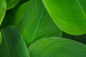 hojas verde oscuro hoja en el fondo del bosque tropical natural foto
