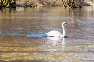 White swan swimming on lake at park photo