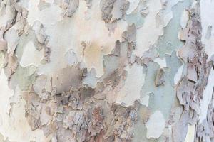 Grunge wood tree texture photo