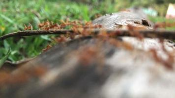 fourmis rouges marchant dans des caisses video