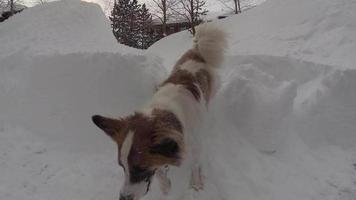 um cachorro brinca na neve em uma estação de esqui.