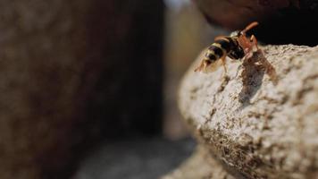 Wasp Resting on the Stone video