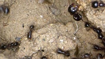 insect dierlijke mieren kolonie op de bodem video