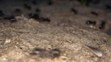 Insektentierameisenkolonie auf dem Boden video