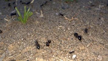 colonie de fourmis animales insecte sur le sol video