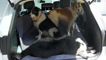 Dogs in the back of an SUV car after running and walking on a trail.