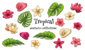 Tropical collection with exotic flowers and carved leaves in cartoon style vector