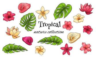 colección tropical con flores exóticas y hojas talladas en estilo de dibujos animados vector