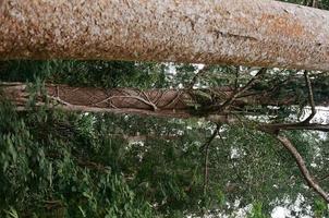 grandes árboles en la selva tropical foto