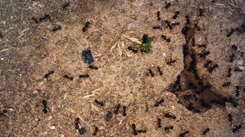 colonia di formiche animali insetto sul suolo video