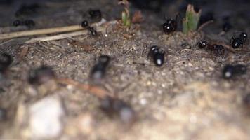 colonie de fourmis animales insecte sur le sol video