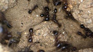insect dierlijke mieren kolonie op de bodem video
