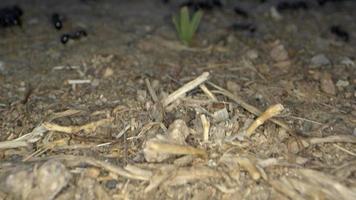 colonie de fourmis animales insecte sur le sol video