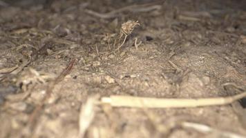 Insectos animales colonia de hormigas en el suelo video