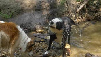 un chien tremble pour se sécher après avoir nagé dans un ruisseau.
