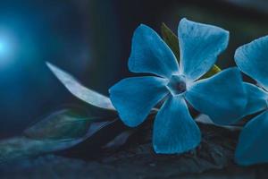 romantic blue flower plant in spring season photo