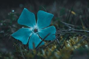 planta de flor azul romántica en la temporada de primavera