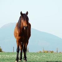 Hermoso retrato de caballo marrón en la pradera