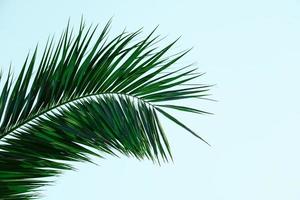 green palm tree leaves in spring season photo