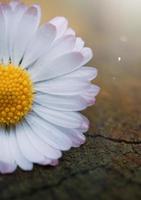 romantic daisy flower in spring season photo