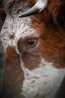 beautiful brown cow portrait in the meadow photo