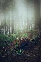 trees in the forest in autumn season photo