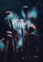 romantic dandelion seed in springtime photo