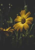 flor amarilla romántica en la temporada de primavera foto