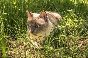 Siamese blue-eyed fluffy cat lies on green grass in the garden. Summer time