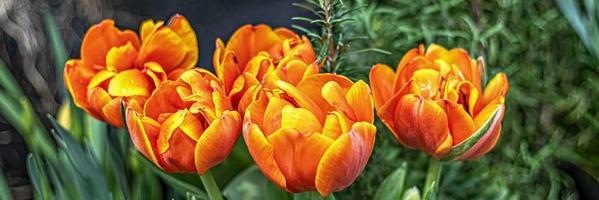 Yellow-red tulips on a flower bed in the garden. Spring. Bloom.Banner photo